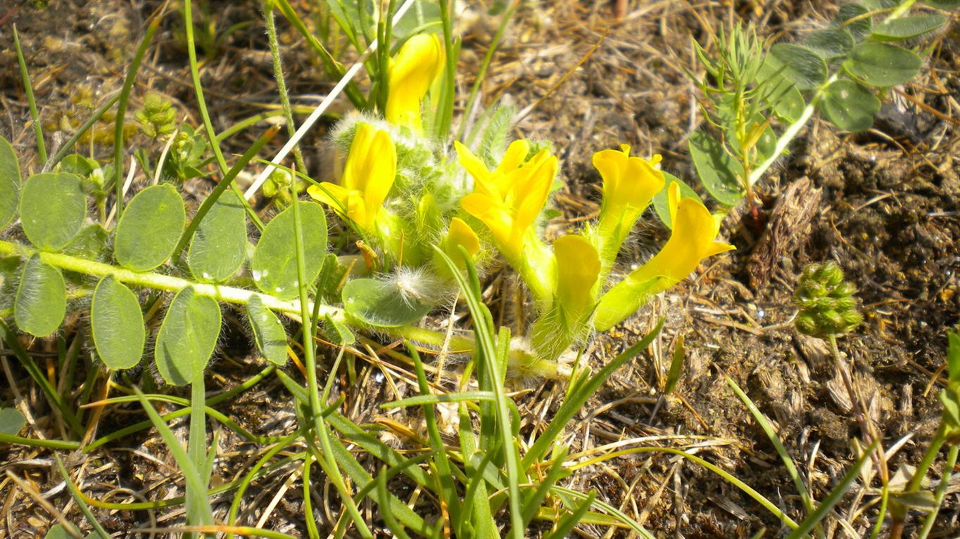 Astragalus exscapus / Astragalo nano